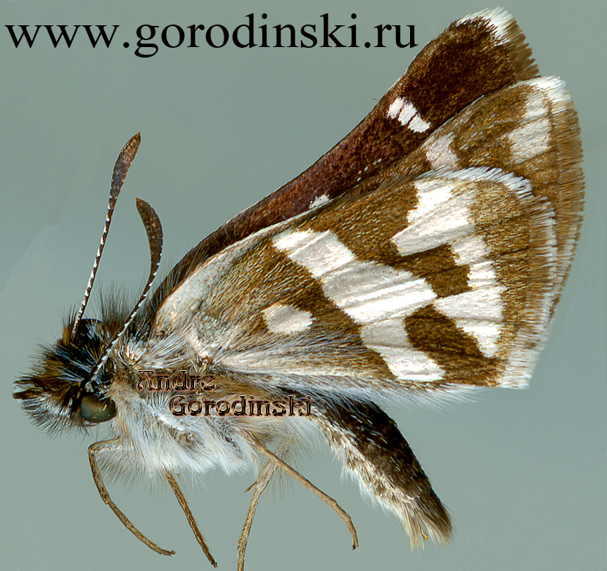 http://www.gorodinski.ru/hesperidae/Carterocephalus dieckmanni gemmatus.jpg